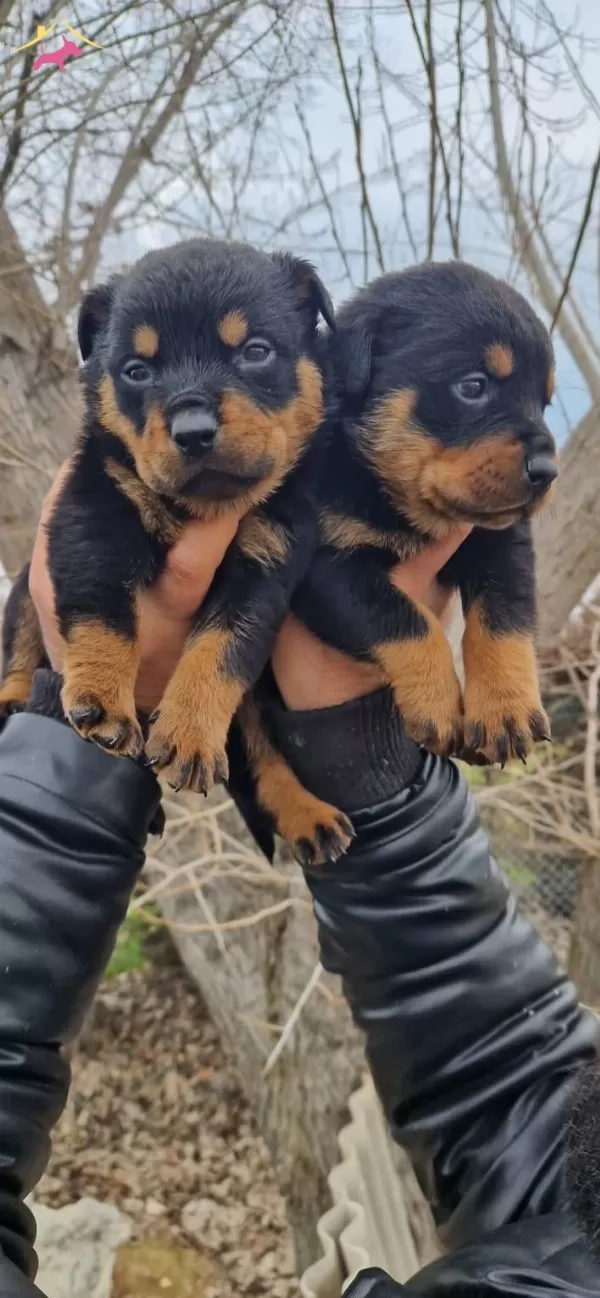 Salk Garantili Rottweiler Yavrularmz