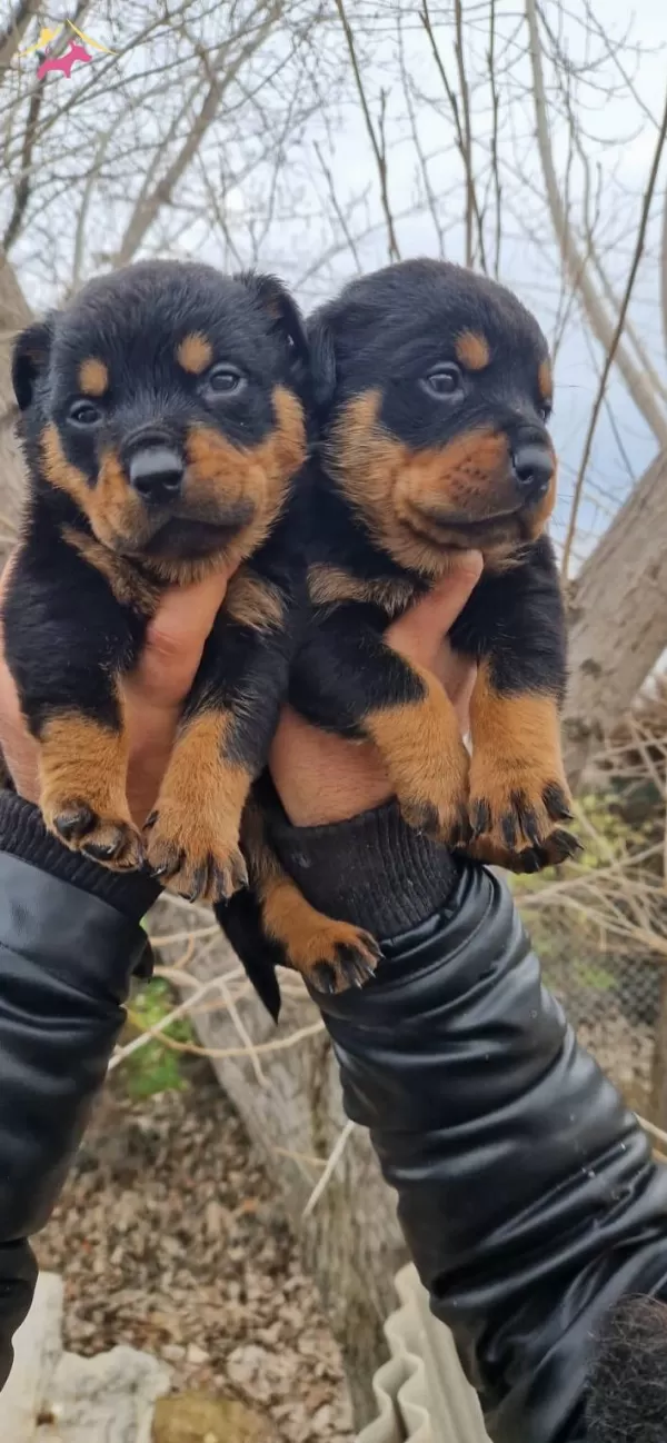 Salk Garantili Rottweiler Yavrularmz