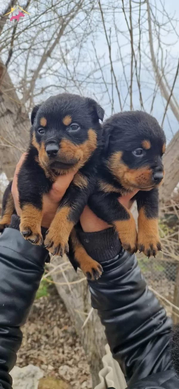 Salk Garantili Rottweiler Yavrularmz