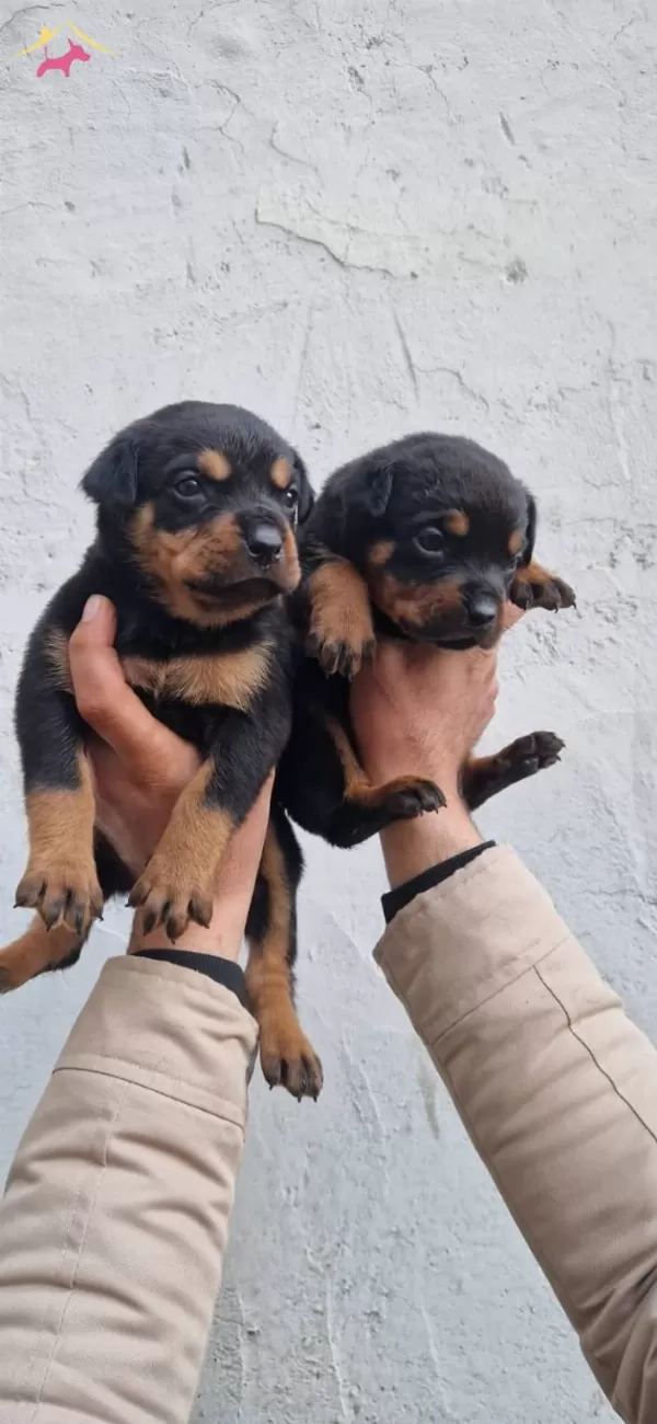 Salk Garantili Rottweiler Yavrularmz