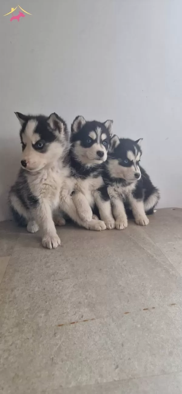 Sağlık Garantili Masmavi Gözlü Sibirya