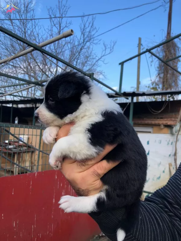Border Collie Yavrularımız