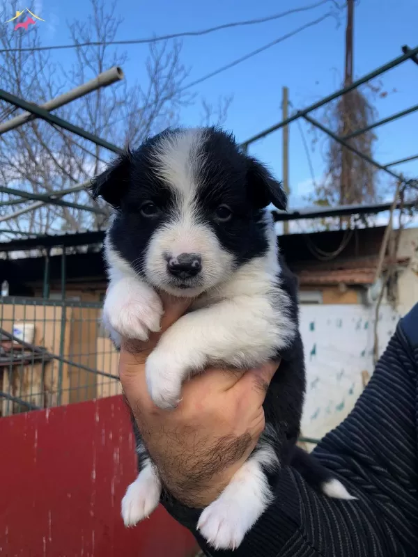 Border Collie Yavrularımız