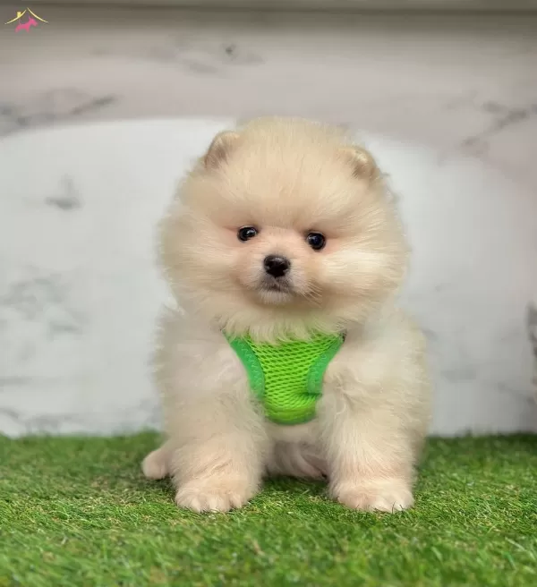 Yavru Pomeranian Yavrularımız Harika