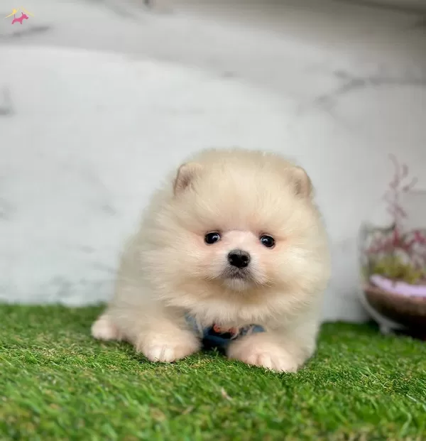 Yavru Pomeranian Yavrularımız Harika