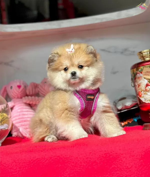 Evimin Oyuncusu Pomeranian