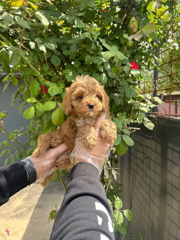 Yumasacik Tuylu Maltipoo Bebekler