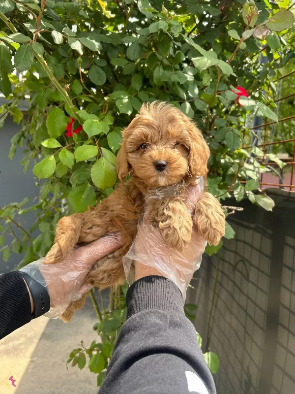 Yumasacik Tuylu Maltipoo Bebekler