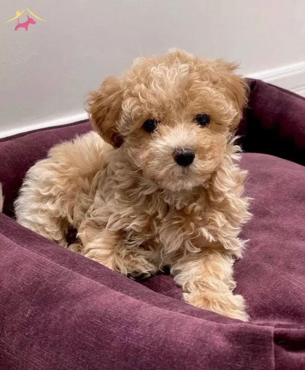 Ust Kalite Maltipoo Bebekler
