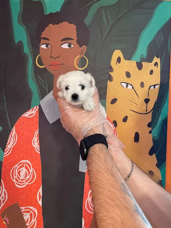 Gerçek Tea Cup Maltese Terrier Yavrularımiz