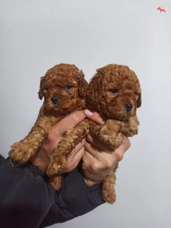Sağlık Garantili Toy Poodle Yavrular