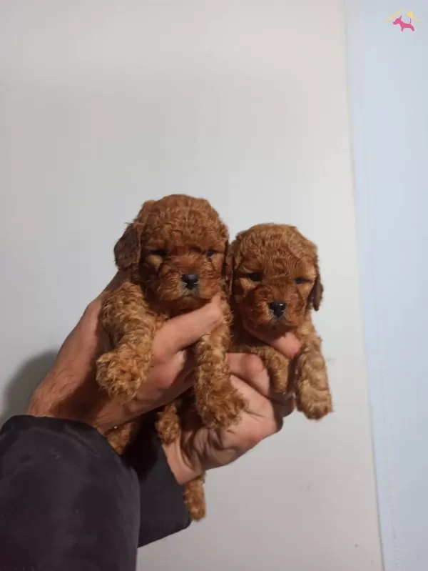 Sağlık Garantili Toy Poodle Yavrular