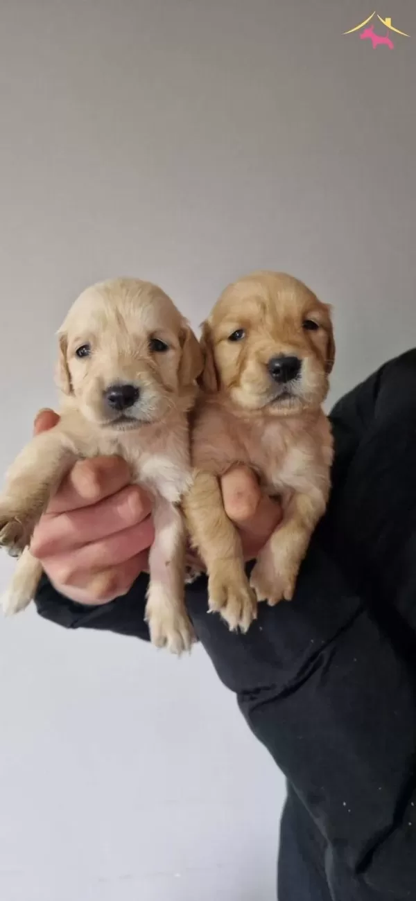 Sağlık Garantili Bebek yüzlü Golden Yavrular