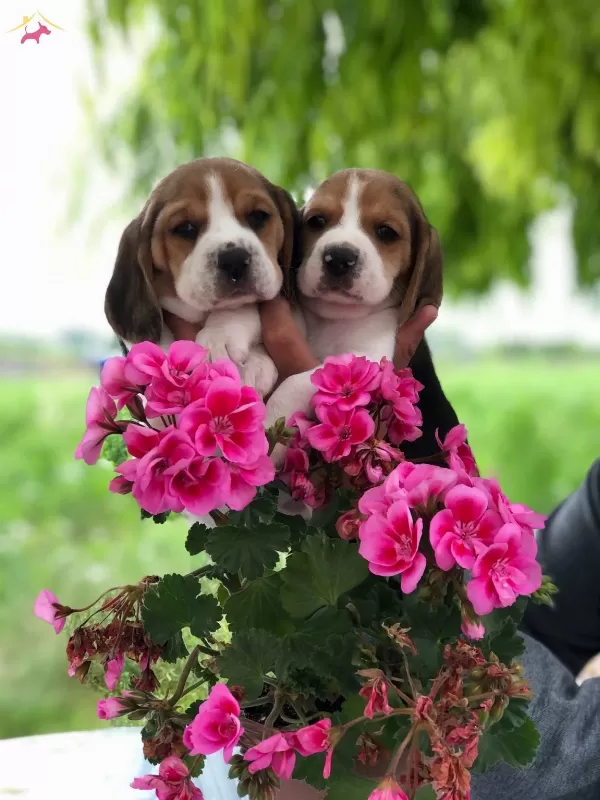 A Kalite Safkan Beagle Bebeklerimiz