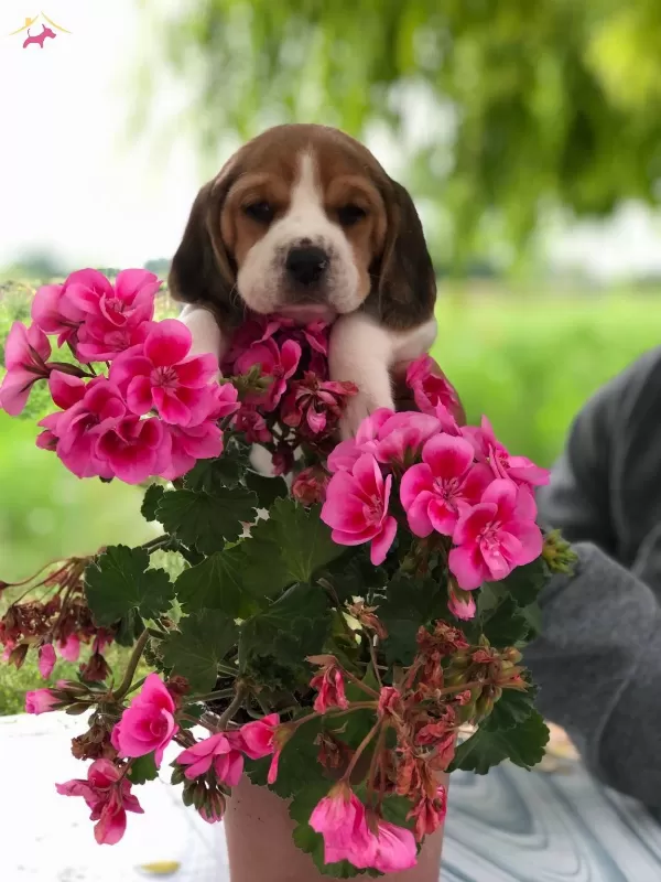 A Kalite Safkan Beagle Bebeklerimiz