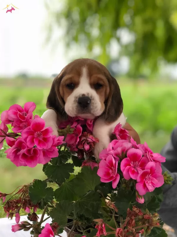 A Kalite Safkan Beagle Bebeklerimiz