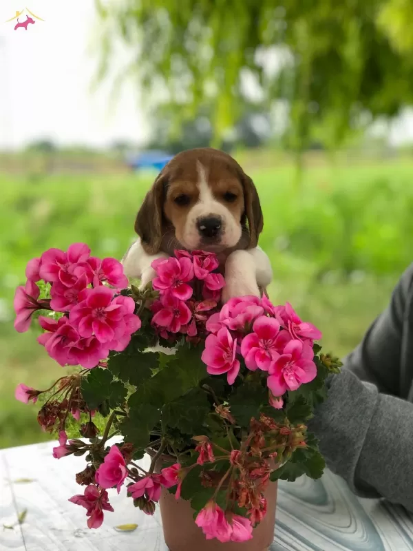 A Kalite Safkan Beagle Bebeklerimiz