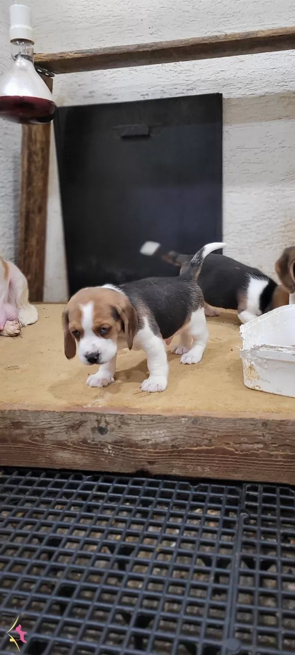 Safkan Irk Garantili Beagle Yavrular