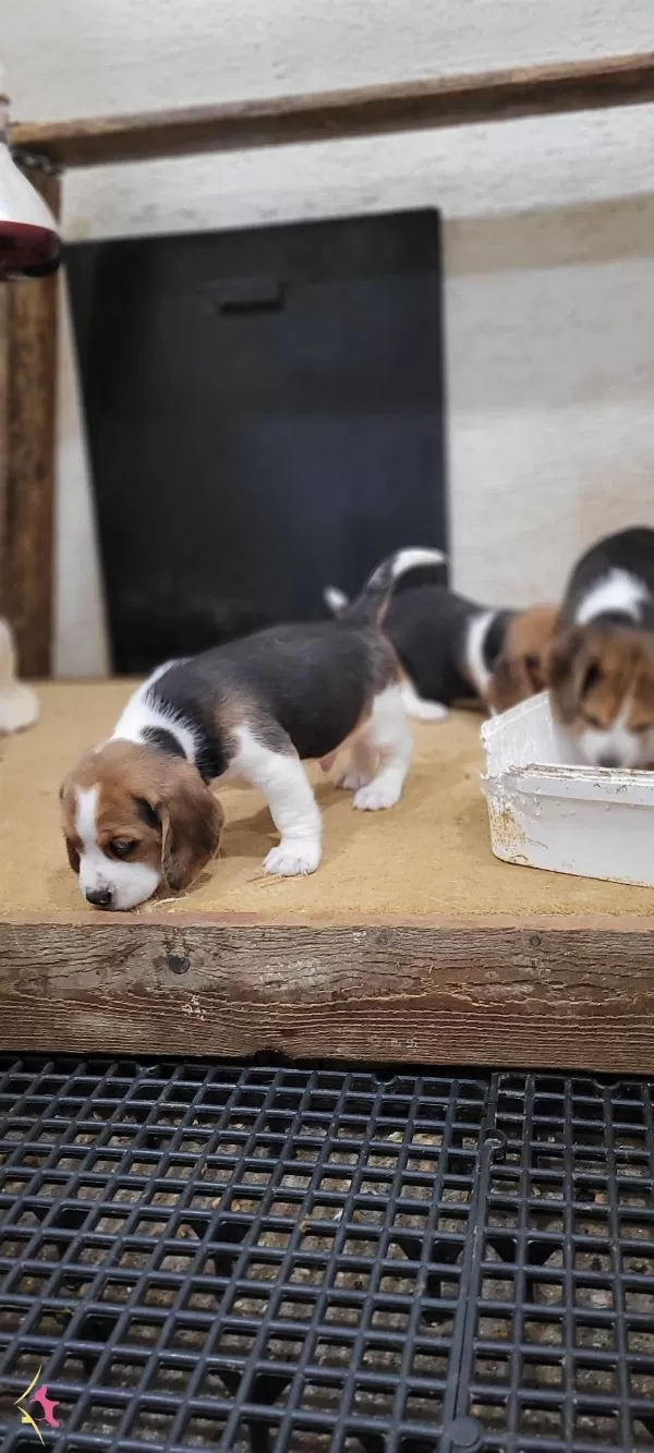 Safkan Irk Garantili Beagle Yavrular