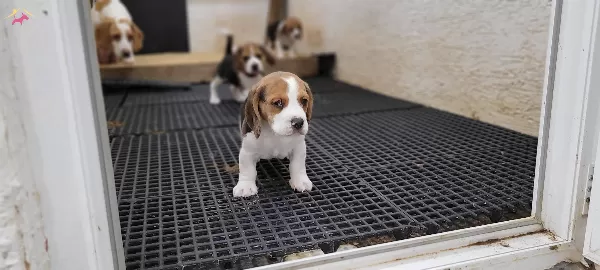 Safkan Irk Garantili Beagle Yavrular