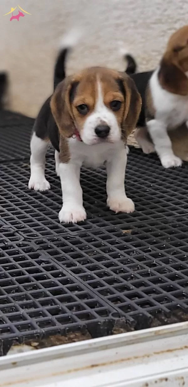 Safkan Irk Garantili Beagle Yavrular