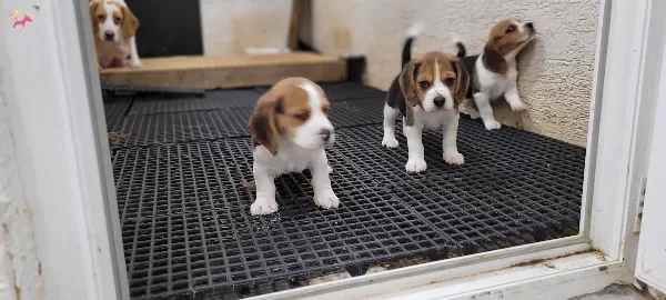 Safkan Irk Garantili Beagle Yavrular