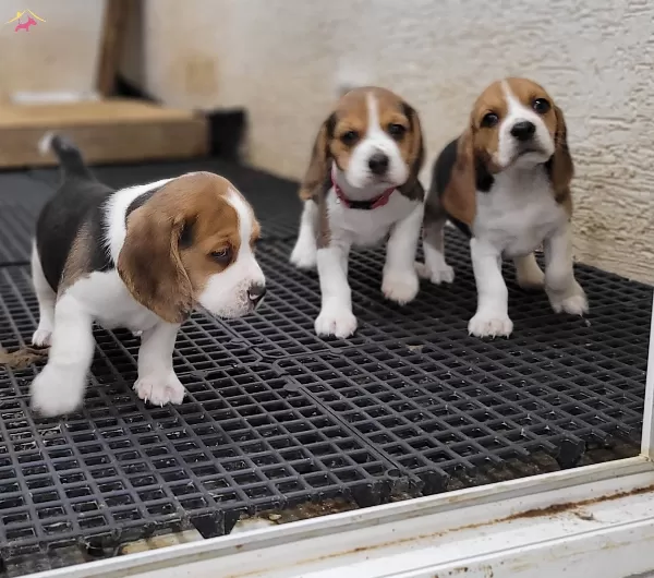 Safkan Irk Garantili Beagle Yavrular