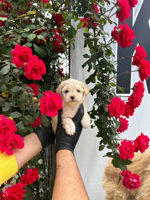 Benzersiz Guzellik Maltipoo Bebekler