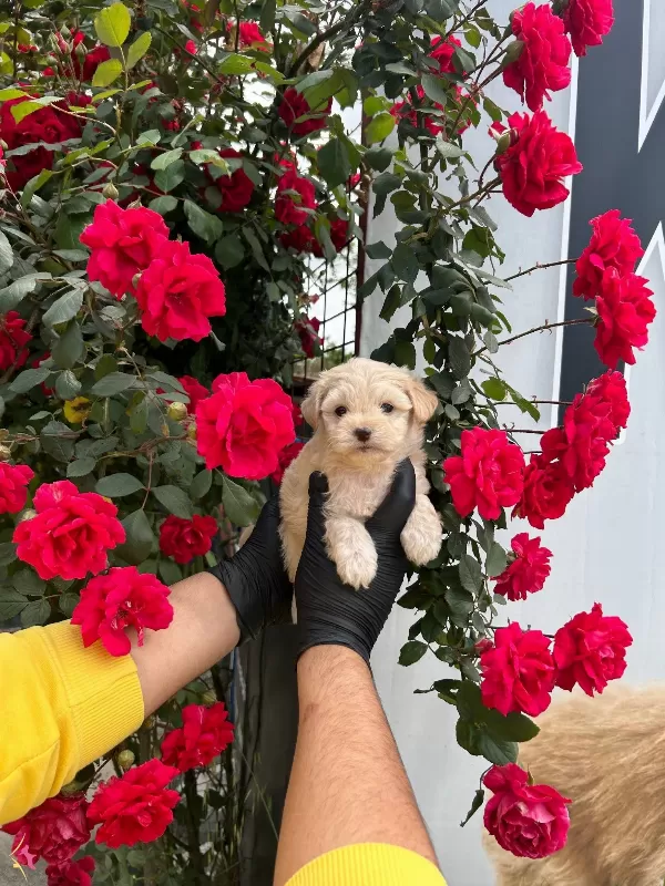 Benzersiz Guzellik Maltipoo Bebekler