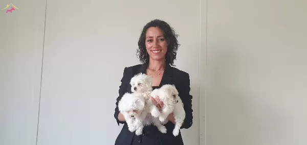Teacup A Class Kore Kan Maltesse Yavrularımız
