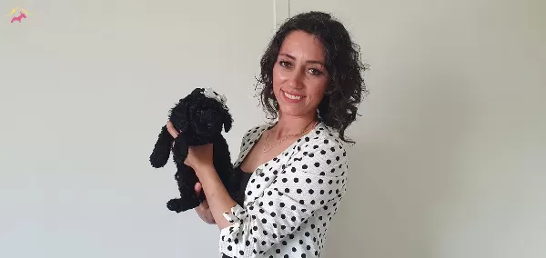 Fci Scr Li Anne Babadan Black Poodle Yavrularımız