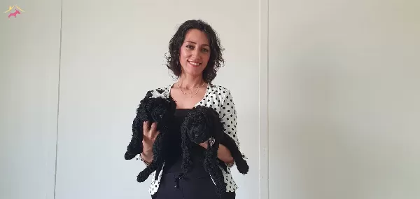 Fci Scr Li Anne Babadan Black Poodle Yavrularımız