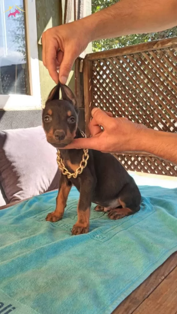 Irk Ve Sağlık Garantili Doberman Yavrularımız