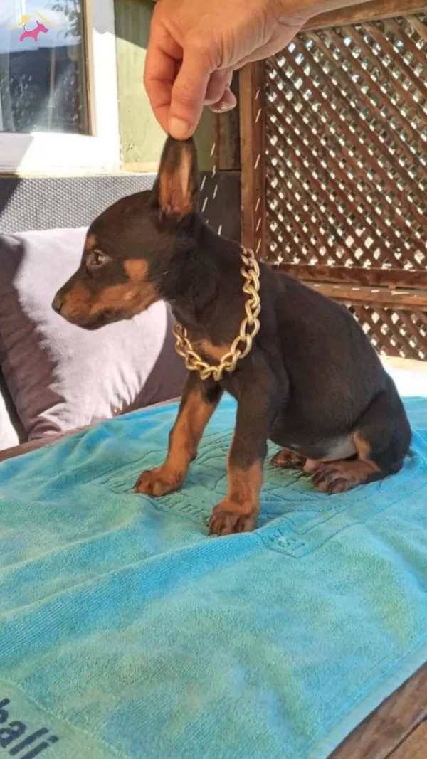 Irk Ve Sağlık Garantili Doberman Yavrularımız
