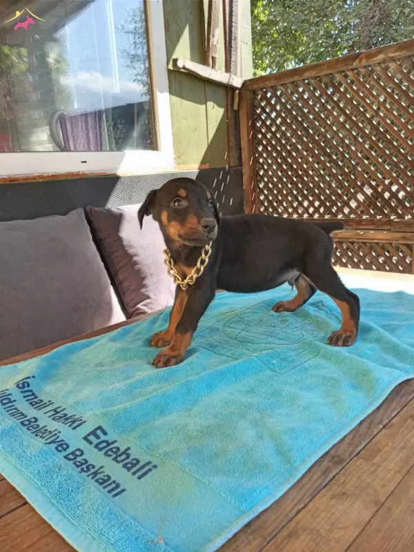 Irk Ve Sağlık Garantili Doberman Yavrularımız