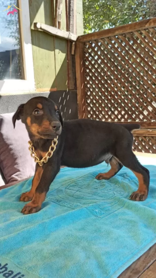 Irk Ve Sağlık Garantili Doberman Yavrularımız