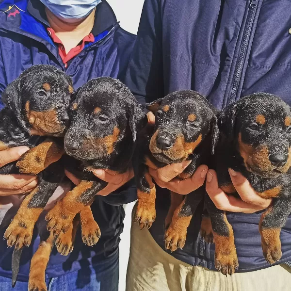 Irk Ve Sağlık Garantili Doberman Yavrularımız