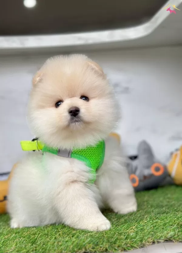Minicik Bebek Surat Boo