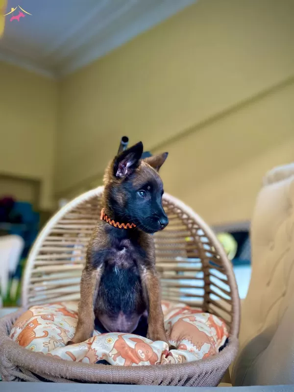 Irkının En Iyisi Malinois Bebeklerimiz