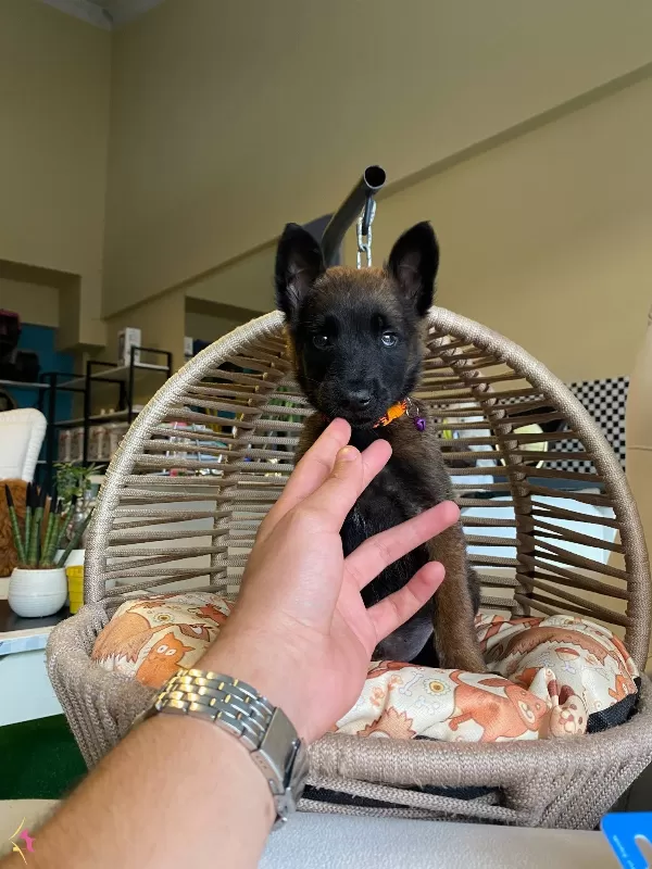Irkının En Iyisi Malinois Bebeklerimiz