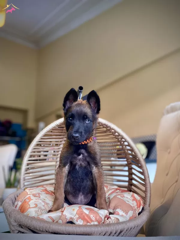 Irkının En Iyisi Malinois Bebeklerimiz