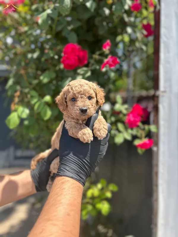 Orijinal Kilo Garantili Toy Poodle Bebekler