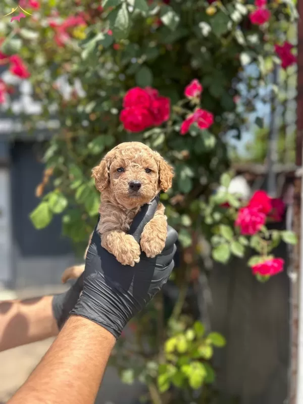 Orijinal Kilo Garantili Toy Poodle Bebekler