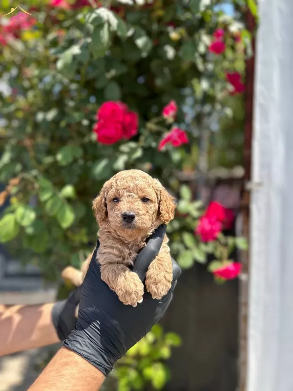 Orijinal Kilo Garantili Toy Poodle Bebekler