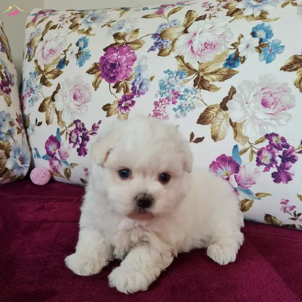 Kısa Bacak Mini Kore Kanı Maltese Terrier Bebekler