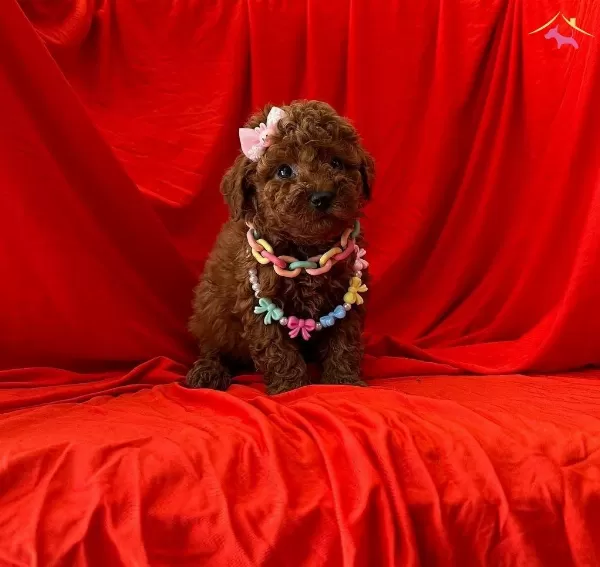Koyu Renk Oyuncu Poodle