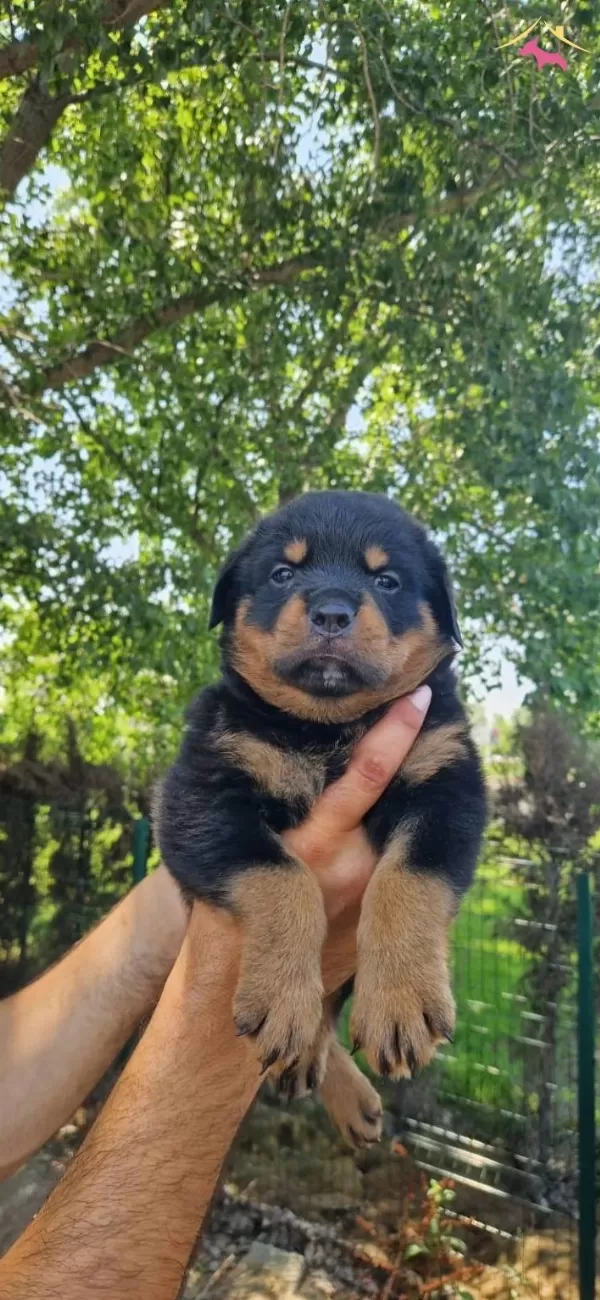 Safkan Koca Rottweiler Yavrularım