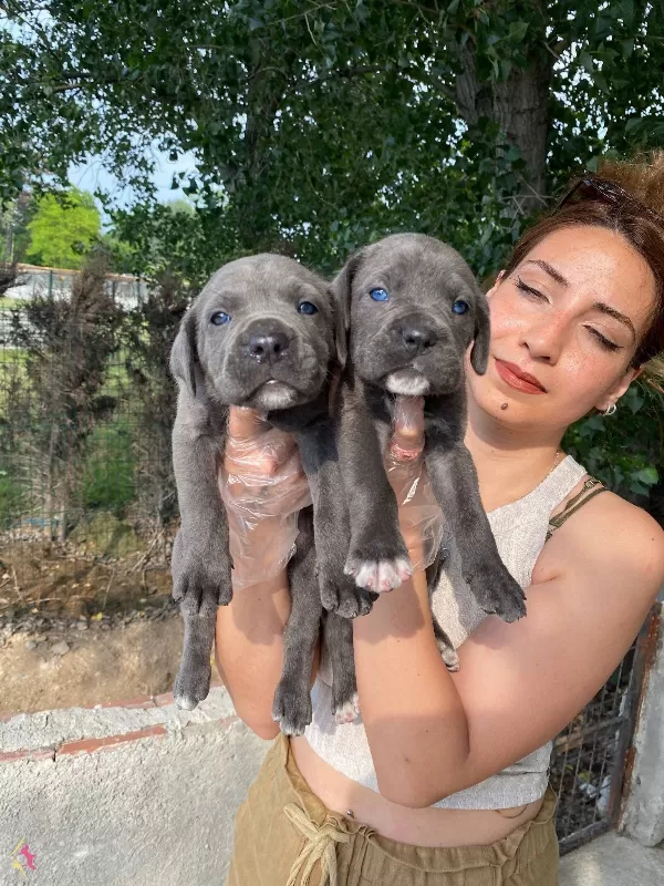 Irk Ve Sağlık Garantili Cane Corso Yavrularım