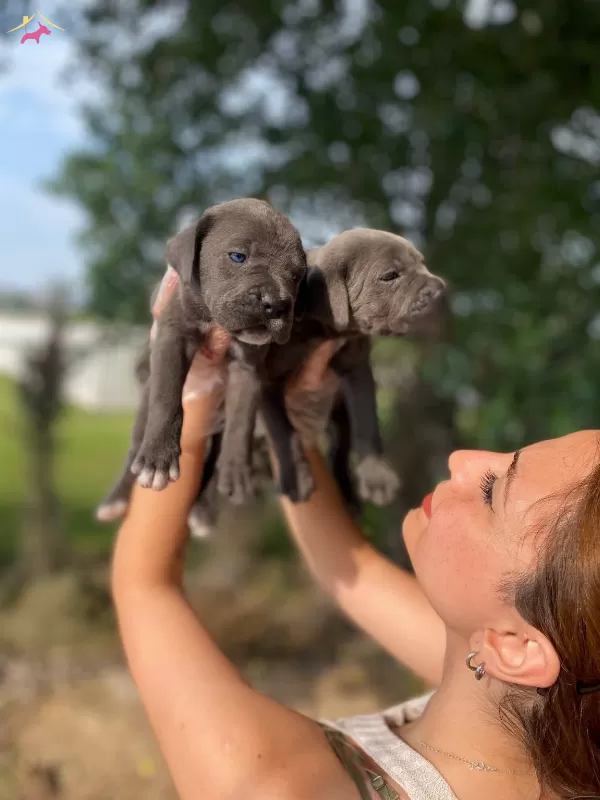 Irk Ve Sağlık Garantili Cane Corso Yavrularım