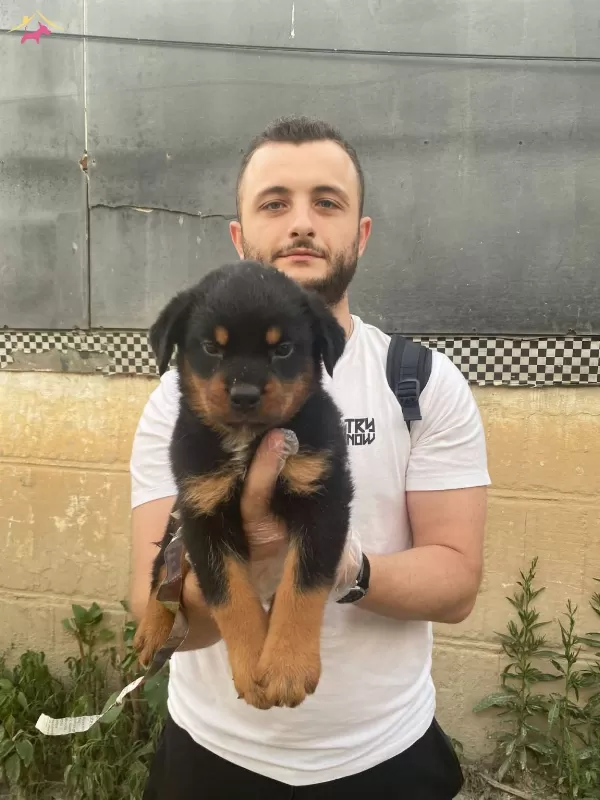 Safkan Koca Rottweiler Yavrularım